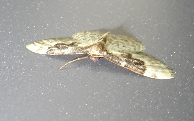 Idaea rusticata - Geometridae